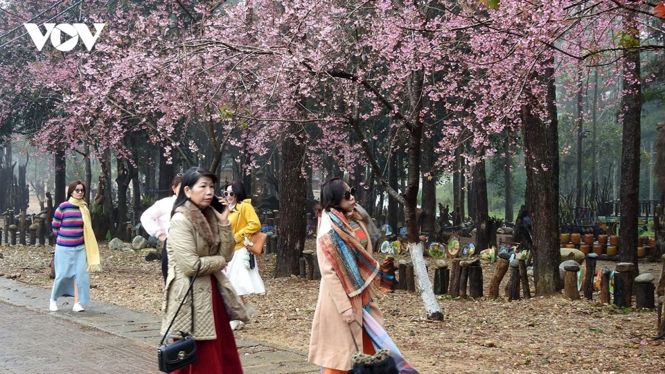 Cherry blossoms in full bloom in Mang Den